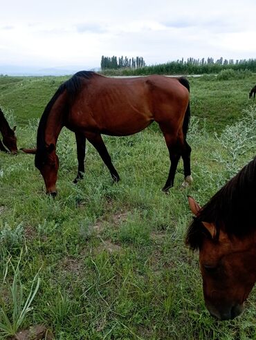 лошадь кыргызстан: Продаю | Кобыла (самка) | Арабская | Конный спорт