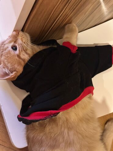 Pişiklər: Her biri pulsuz yaxsi ailelere sahiblendirilir. temiz ev piwikleridir — 8