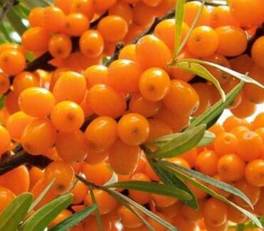 счетчик банкнот купить: Куплю ягоды Облепихи