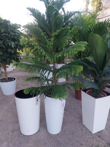 Пальмы: Пальмы Кофейное деревоПальмы,Фикусы и тд — 8