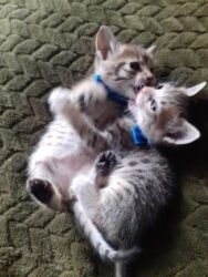 Pişiklər: Erkək, Dişi, Yaxşı əllərə — 1