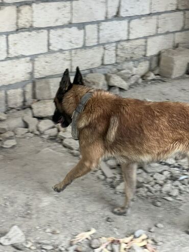 İtlər: Belçika çoban iti, 2 il, Erkek, Peyvəndli — 9