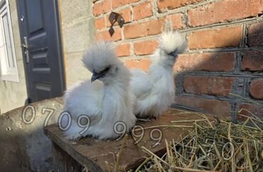 стоимость курицы за кг: Продаем цыплят породы китайский шелк! Возраст от недели. Цена 400с за
