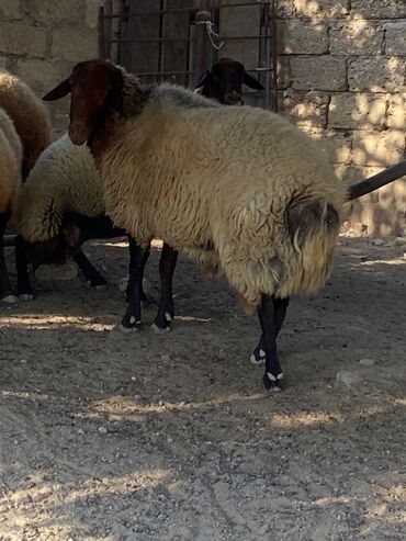 qurbanliq qoyun qiymetleri: Salam
Damazlıq qoç satılır