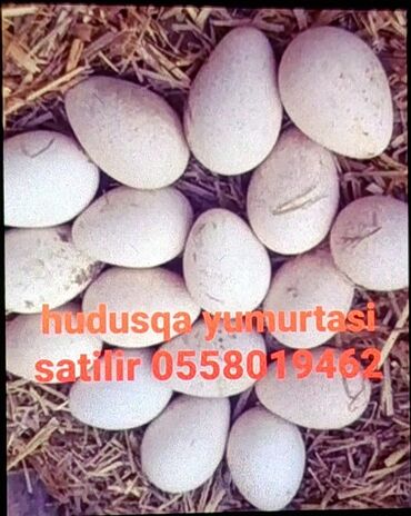 kreditle kafel metlax: Hundusqa yumurtasi - Təbii şəkildə saxlanılan qazlardan toplanmış iri