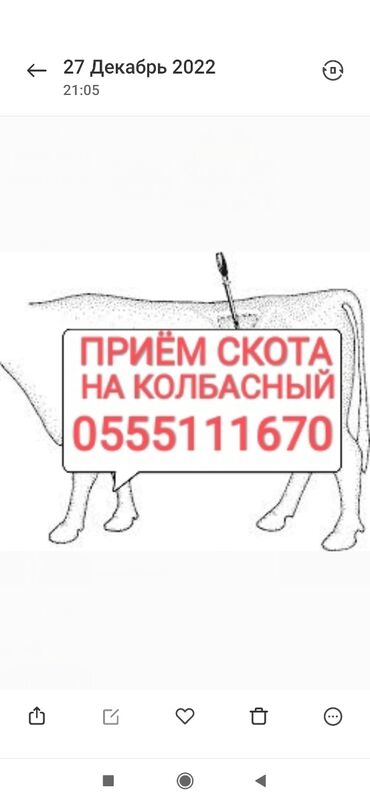купить лошадь в киргизии: Куплю | Коровы, быки, Лошади, кони | Круглосуточно, Любое состояние, Забитый