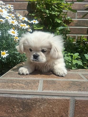 İtlər: Pekines, 3 ay, Erkek, Peyvəndli, Pulsuz çatdırılma — 1