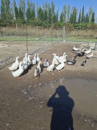 jersey cinsi: Tam saglam kuban ordekleri satisdadir tam saglam vaksin olunmus — 2