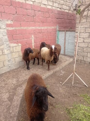 Qoyunlar, qoçlar: Erkək, Qala, il: 1, Damazlıq, Ətlik, Ünvandan götürmə — 11