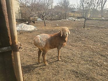 Баран, овца: Продаю | Баран (самец) | Для разведения | Осеменитель — 1