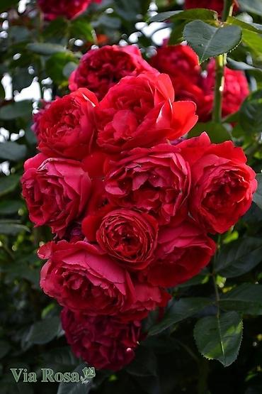 Другие садовые цветы и кустарники: Продаю саженцы РоЗ!!! Более 70 видов at lalafo.kg — 8 Другие садовые цветы и кустарники: Продаю саженцы РоЗ!!! Более 70 видов — 8