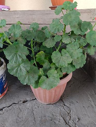 Драцены и Сансевиерии: Продаю комнатные цветы. Цены разные at lalafo.kg — 3 Драцены и Сансевиерии: Продаю комнатные цветы. Цены разные — 3