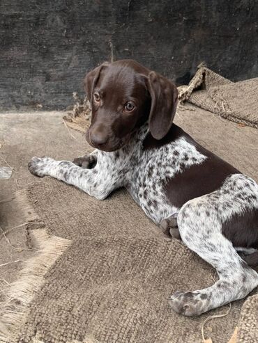 Собаки: Продаю щенков Курцхаара с родословной от рабочих родителей,доп. инфо