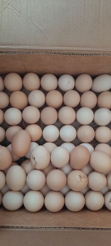 yumurta satışı: Kend yumurtasi 140ededdir rayondan bu gun getirmisem bakidadir