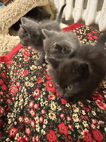 веслоухие котята: Отдам котят в хорошие руки, им по месяцу котенку на последней фотке — 1