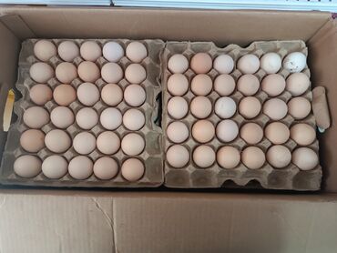 цена страусиного яйца: Яйцо оптом с1