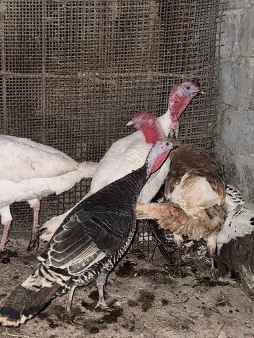 сколько стоит чихуахуа мини: Сатам | Тооктор, Короздор