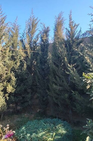 şam ağacları: Sam agaclari 5-6 metr hundurlukde. Texminen 38 eded var. Aralarinda 3