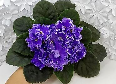 Фиалки и глоксинии: 🌱🌺🌱 Продаю сортовые ДЕТКИ стандартных, трейлерныхмини и полумини — 19