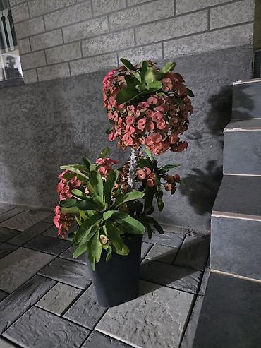 Молочаи: Молочай Милей (Euphorbia milii, «Корона Христа») в горшке. - — 1