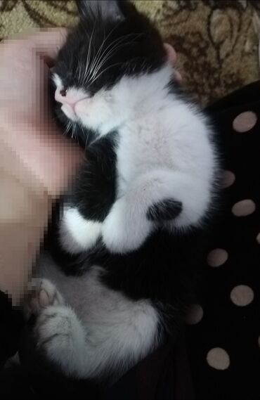 британский кот цена: Чорно белый котенок мальчик 1 месяцев к лотку приучены отдам только