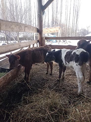 Коровы, быки: Продаю | Бык (самец) | Для разведения | Племенные — 5