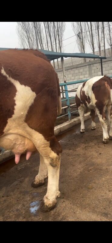 Inəklər, öküzlər: Simental cinsi inək - Rəng: qırmızı-ağ ala - Südçülük istiqaməti, iri — 9