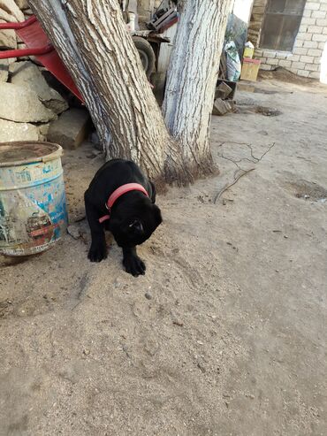 İtlər: Kane-Korso, 3 ay, Sənədli, Ödənişli çatdırılma, Ünvandan götürmə, Rayonlara çatdırılma — 11