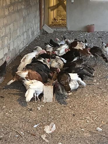 Məhsul: Hinduşkalar 3aylıq (dişi erkək)-15 ədəd:1 ədədi -25 azn lalafo.az -da Məhsul: Hinduşkalar 3aylıq (dişi erkək)-15 ədəd:1 ədədi -25 azn