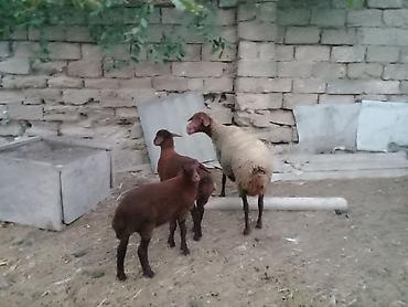 binə atciliq: Salam endirim olacaq dişi qoyun iki balasıyla əkiz 1 Erkey 1 dişi — 1