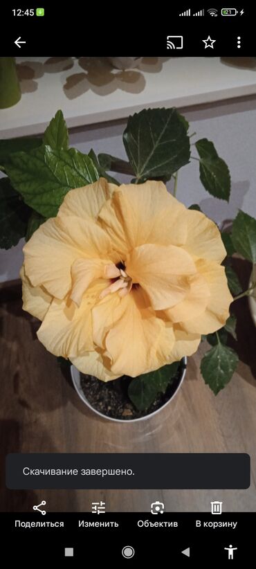 Ağaclar: Sarı rəngli iri çiçəkləri olan gözəl hibiskus bitkisi. Çiçəklərin