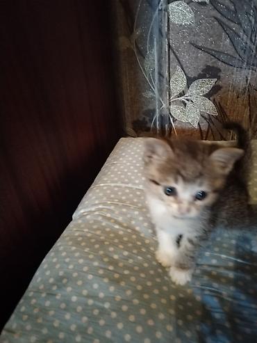 böyüməyən pişik: Yaxşı əllərə — 5
