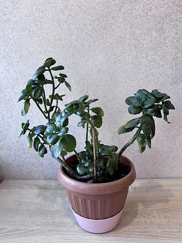 Денежное дерево: - Денежное дерево (Крассула овата) 70см — 2900 - Герань (Пеларгония) — 7