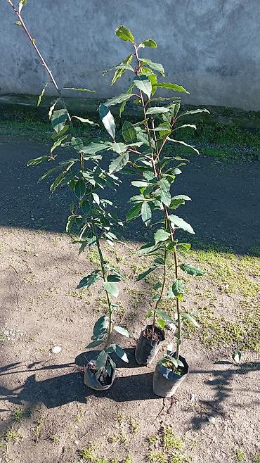 sitili: Məhsul: Dəfnə (Laurus nobilis) fidanları – əkim torbasında Təsvir: - — 3