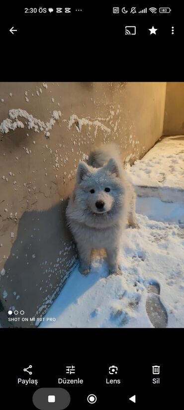 adamcil it: Samoyed, 2 il, Erkek, Peyvəndli, Ünvandan götürmə