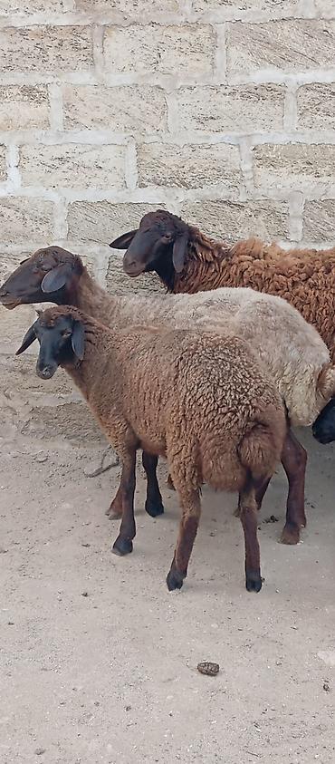 kirpi satisi: Salam ünvan Bakıin maştağa kendi obşi 5 baş heyvanlar 1 baş qoç 2 — 4