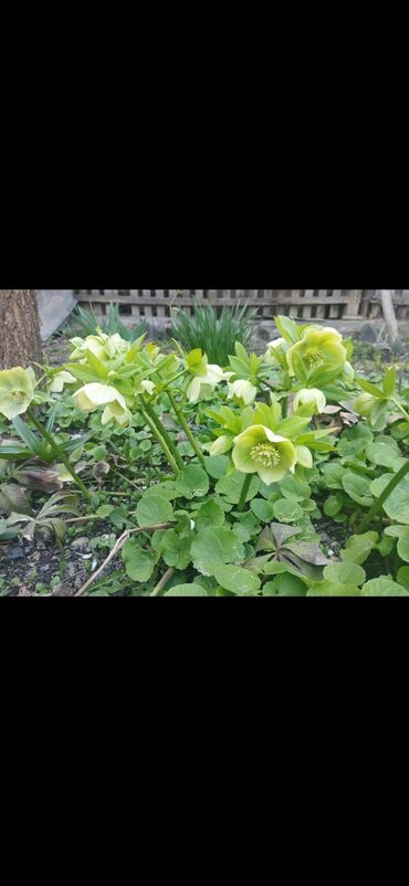 Садовые цветы и кустарники: Саженцы цветка — 3