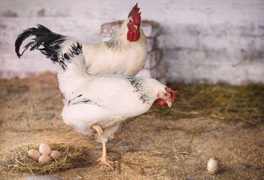 собачий дом: Продажа Адлерских кур и петуха 🐓🐔✨ Продаются породистые Адлерские