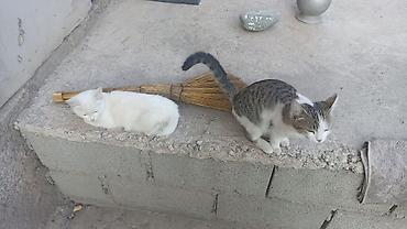 котят даром: Котята, домашние. На выбор два малыша: бесплатно атдам - Бело-серый — 4