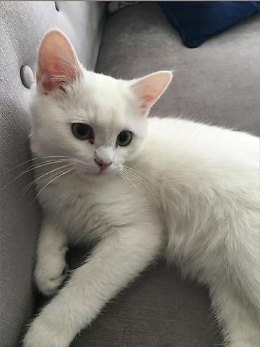 кот мальчик: Кошка даром: Ангорская, 3 месяца, Мальчик — 1