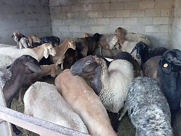 продам ягнят: Продаю | Овца (самка) | На забой, Для разведения, Для шерсти | Котные, Матка, Ярка — 1