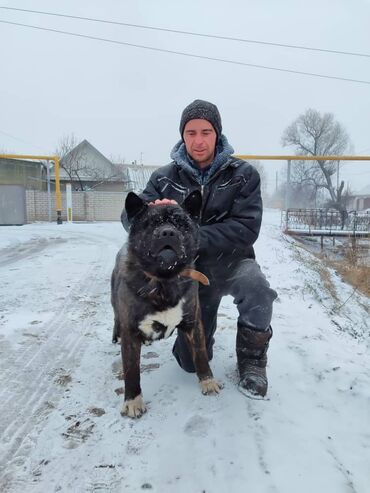 аргентинский док: Акита-ину, 4 года, Самец, С родословной