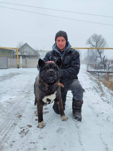 московская сторожевая собака: Вязка: Самец, 5 лет, С родословной