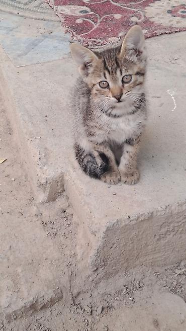 котята отдам в хорошие руки: Котёнок полосатый (табби) - Окрас: коричнево-серый тигровый табби с — 2