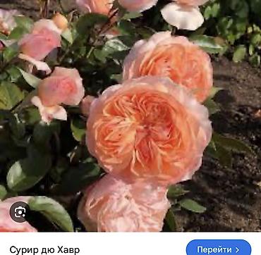 Роза: Саженцы — 30