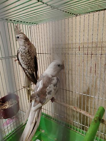 lasos baliq rasmi: Məhsul: Nimfa (Cockatiel) papağanları – 2 ədəd cüt Təsvir: - Növ — 1