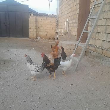 bulbul satışı: Hamisi cavandi pula ehtiyac var hoptum satilir 2si yumurtlayir o — 2