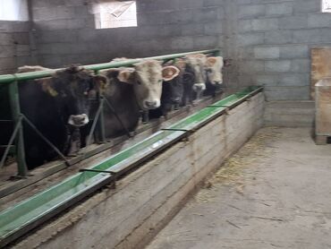 Коровы, быки: Продаю | Бык (самец) | Швицкая | Для разведения | Племенные — 7