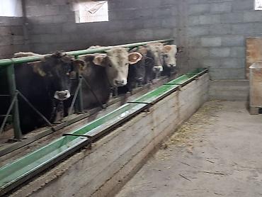 Коровы, быки: Продаю | Бык (самец) | На откорм | Привязанные — 2