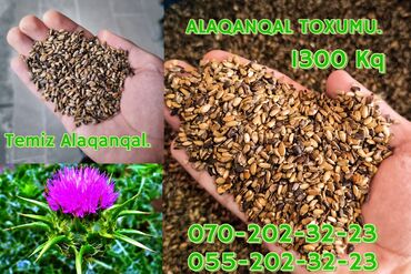 Nitril əlcəklər: 🌱 Orijinal və Təmizlənmiş Alaqanqal Toxumu – 1300 kq Satışdadır!